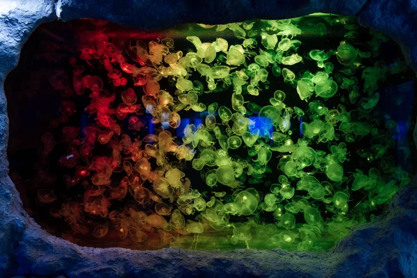 Medusas nadando sob a água em aquário com iluminação de néon colorido — Fotografia de Stock