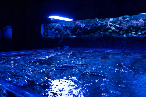 Риби, що плавають у відкритому акваріумі з синім освітленням — стокове фото