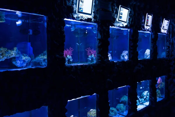 Peixes nadando debaixo de água em aquários com iluminação azul no oceanário — Fotografia de Stock