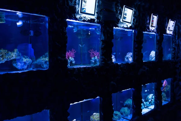 Fishes swimming under water in aquariums with blue lighting in oceanarium — Stock Photo