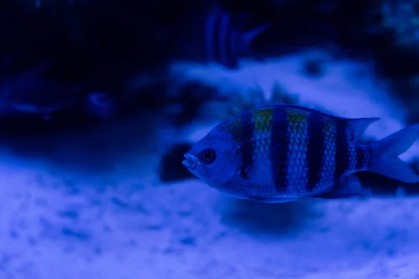 Peixes listrados nadando debaixo de água em aquário com iluminação azul — Fotografia de Stock