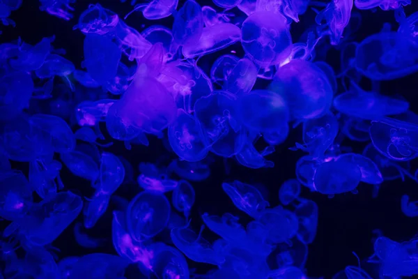 Jellyfishes swimming under water in aquarium with blue lighting — Stock Photo