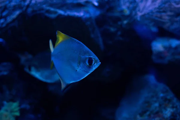 Peces nadando bajo el agua en acuario oscuro con iluminación azul - foto de stock