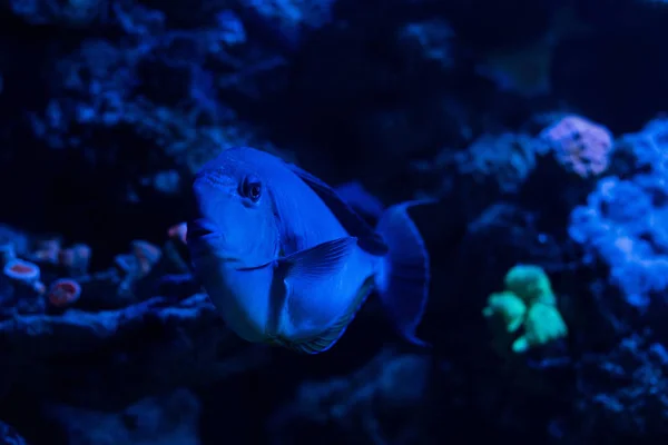 Peces nadando bajo el agua en el acuario con iluminación azul - foto de stock