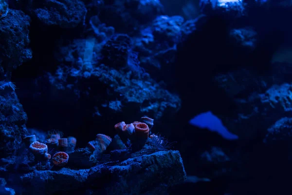 Corales bajo el agua en acuario oscuro con iluminación azul - foto de stock