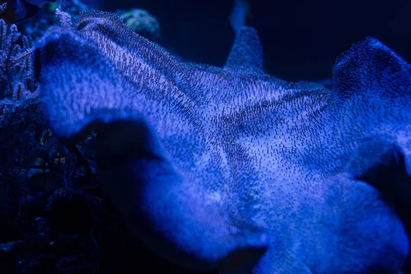 Peces nadando bajo el agua en el acuario con iluminación azul - foto de stock