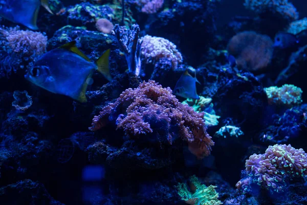 Fische schwimmen unter Wasser im Aquarium mit blauem Licht und Korallen — Stockfoto