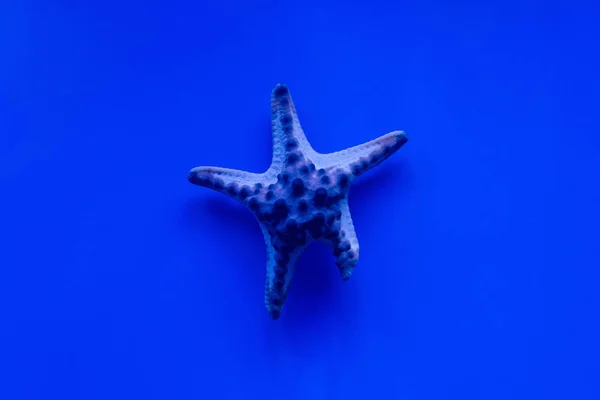 Estrellas de mar nadando bajo el agua en acuario con iluminación azul - foto de stock