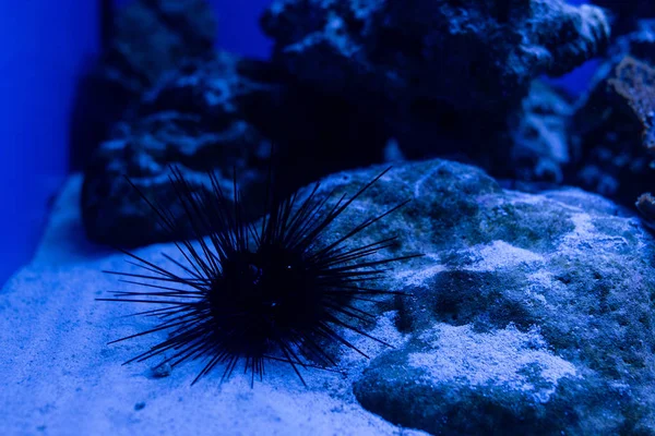 Erizo de mar en la arena bajo el agua en el acuario con iluminación azul - foto de stock