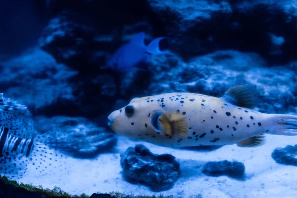 Peces exóticos nadando bajo el agua en el acuario con iluminación azul - foto de stock