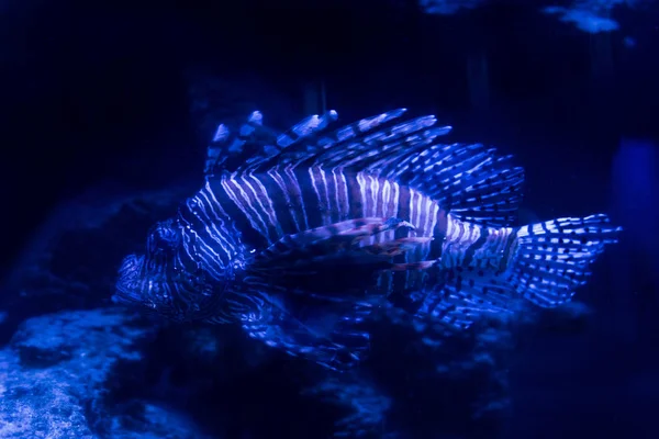 Peces exóticos nadando bajo el agua en el acuario con iluminación azul - foto de stock