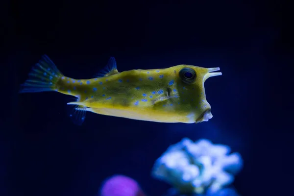 Экзотические желтые рыбы, плавающие под водой в аквариуме — стоковое фото