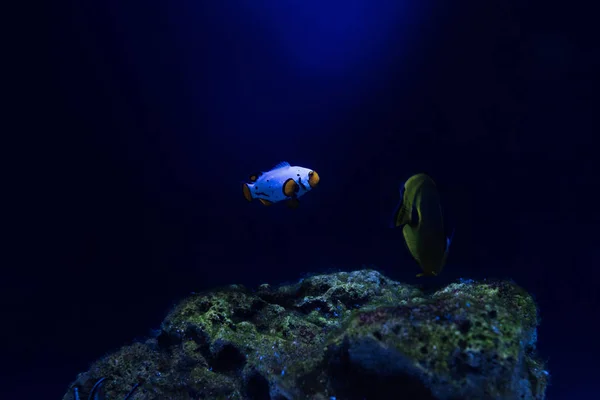 Fishes swimming under water in dark aquarium — Stock Photo