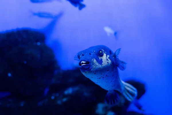 Peces exóticos nadando bajo el agua en el acuario con iluminación de neón azul - foto de stock