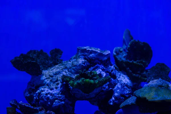 Exotic corals under water in aquarium with blue neon lighting — Stock Photo