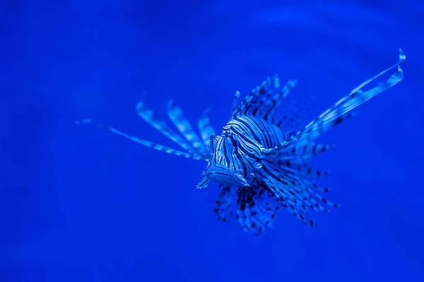 Exotische gestreifte Fische schwimmen unter Wasser im Aquarium mit blauer Neonbeleuchtung — Stockfoto
