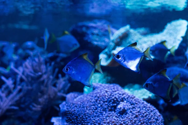 Peces nadando bajo el agua en el acuario con iluminación azul - foto de stock