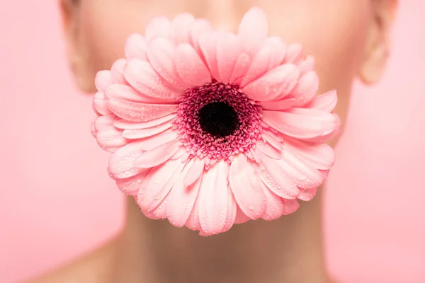 Vue recadrée d'une jeune fille tenant une fleur de gerbera rose dans la bouche, isolée sur rose — Photo de stock