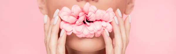 Обрізаний вид ніжної жінки, що тримає рожеву квітку в роті, ізольований на рожевому, панорамному знімку — стокове фото