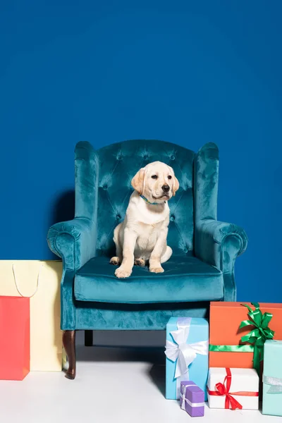 Lindo cachorro golden retriever en sillón de terciopelo cerca de cajas de regalo y compras en fondo azul - foto de stock