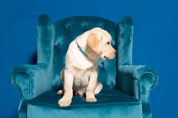 Lindo cachorro golden retriever en sillón de terciopelo sobre fondo azul - foto de stock