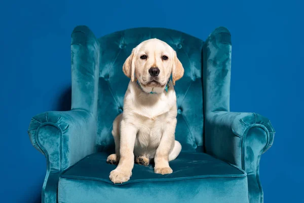 Милый золотистый ретривер щенок в велюровом кресле на синем фоне — стоковое фото