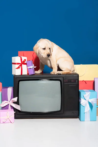 Golden retriever puppy on vintage tv near gifts and purchases on blue background — Stock Photo