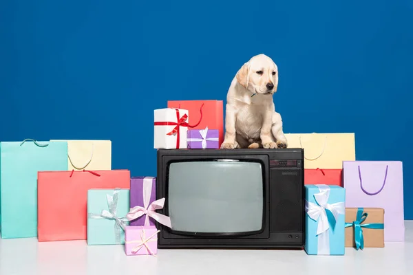 Golden retriever cachorro en la televisión vintage cerca de regalos y compras sobre fondo azul - foto de stock