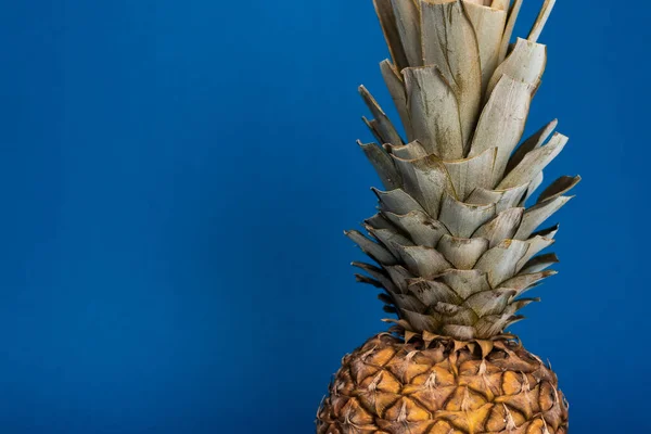 Gustoso, organico e intero ananas su sfondo blu con spazio copia — Foto stock