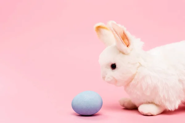 Декоративный кролик и голубое пасхальное яйцо на розовом фоне — стоковое фото