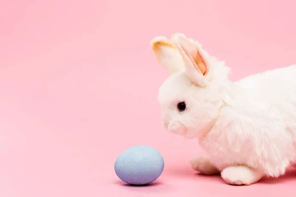 Lapin décoratif et oeuf de Pâques bleu sur fond rose — Photo de stock