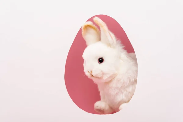 Cornice a forma di uovo con coniglio pasquale isolato su bianco — Foto stock