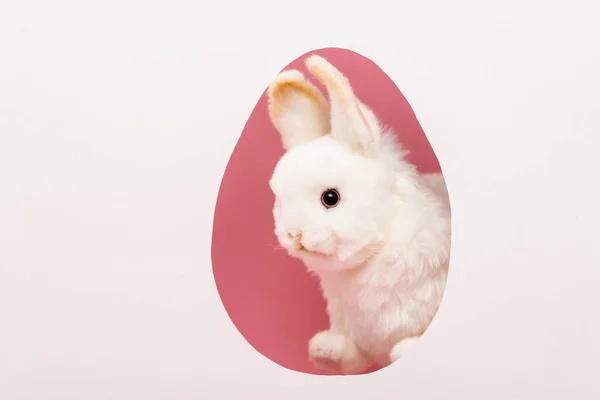 Egg shape frame with easter rabbit isolated on white — Stock Photo