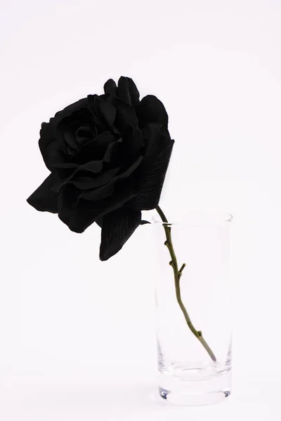 Black blooming rose in glass isolated on white — Stock Photo