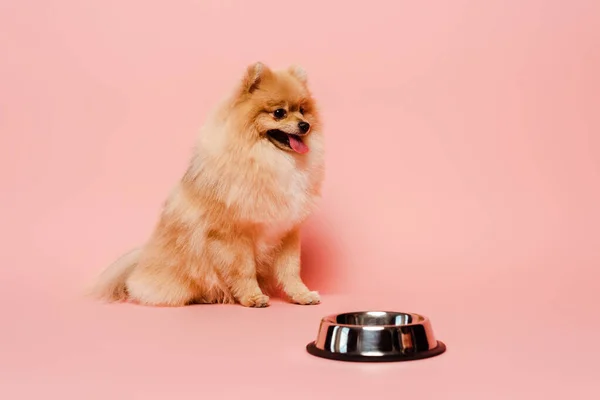 Pomeranian spitz dog near bowl on pink — Stock Photo