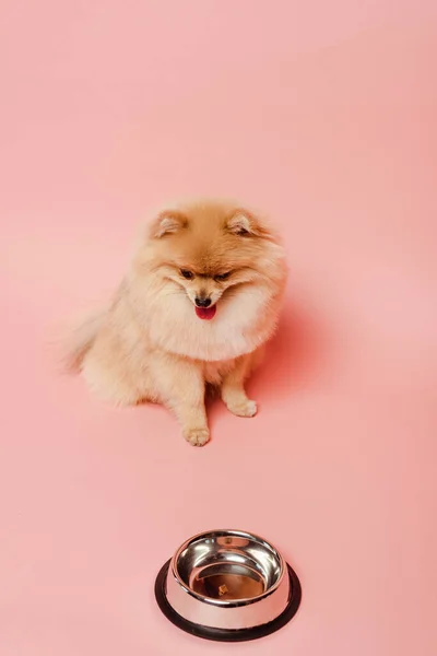 Pomeranian spitz dog looking at empty bowl on pink — Stock Photo