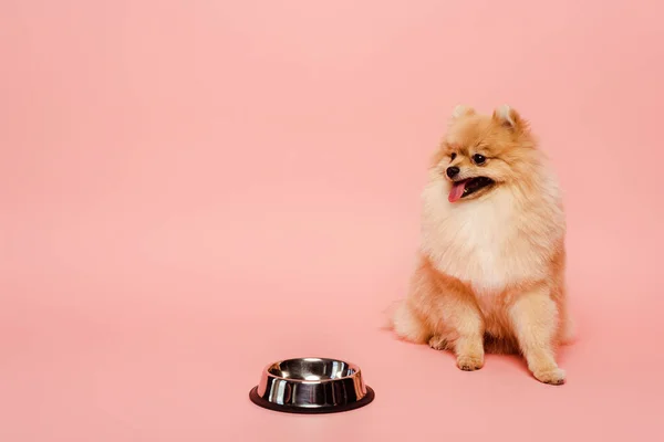 Pomeranian spitz dog sitting near empty bowl on pink — Stock Photo