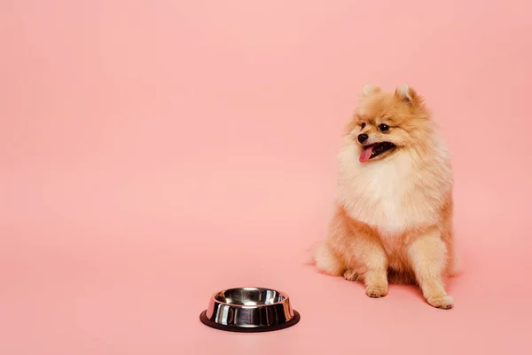 Pomeranian spitz cão sentado perto de tigela vazia em rosa — Fotografia de Stock