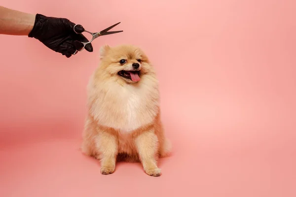 Vue recadrée de toiletteur professionnel en gant de latex avec ciseaux faisant coiffure pour chien spitz poméranien sur rose — Photo de stock