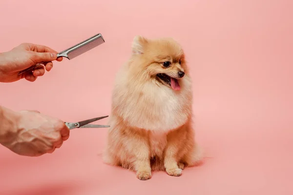 Vista ritagliata di toelettatore professionale con forbici e pettine rendendo l'acconciatura al cane pomerania spitz su rosa — Foto stock