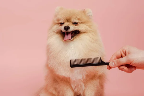 Corte vista de groomer com pente fazendo penteado para bonito pomeranian spitz cão isolado em rosa — Fotografia de Stock