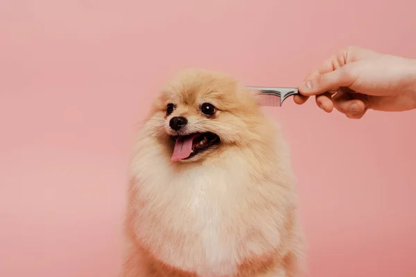 Vista recortada del peluquero con peine haciendo peinado al perro spitz pomeraniano aislado en rosa - foto de stock