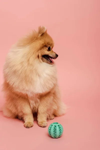 Mignon chien spitz poméranien avec boule sur rose — Photo de stock