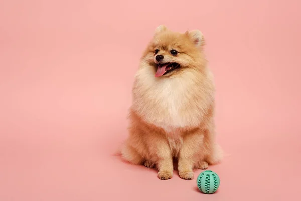 Чарівний португальський шпіц собака з м'ячем на рожевому — стокове фото