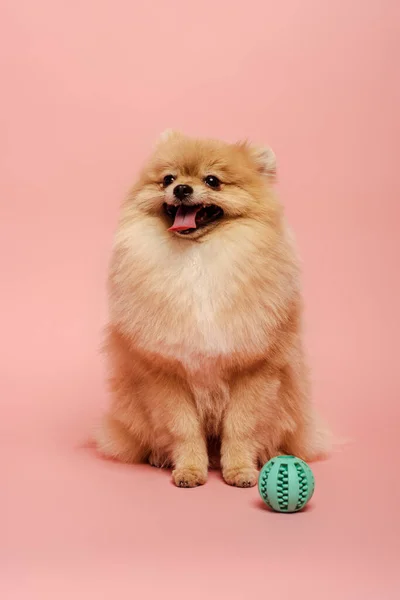 Perro spitz pomeraniano peludo con bola en rosa - foto de stock