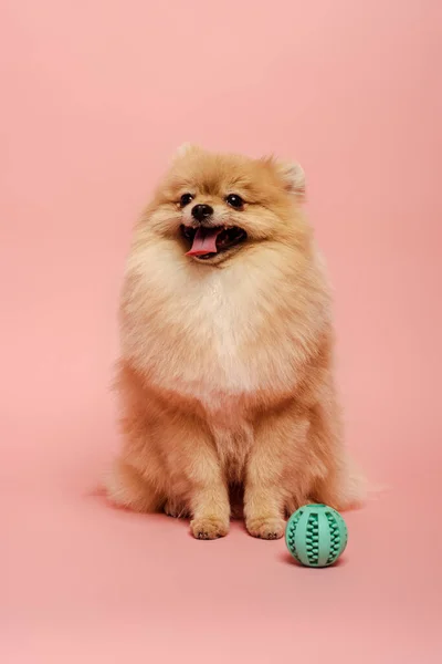 Chien spitz poméranien à fourrure avec boule sur rose — Photo de stock