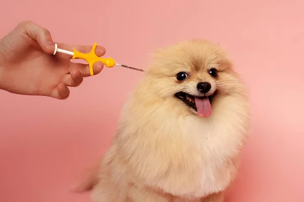 Vista cortada de homem segurando seringa para microchipping spitz cão em rosa — Fotografia de Stock