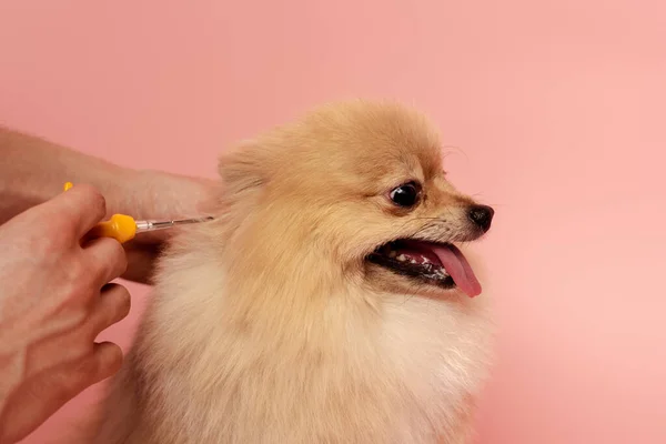 Cropped view of man holding syringe for microchipping pomeranian spitz dog on pink — Stock Photo