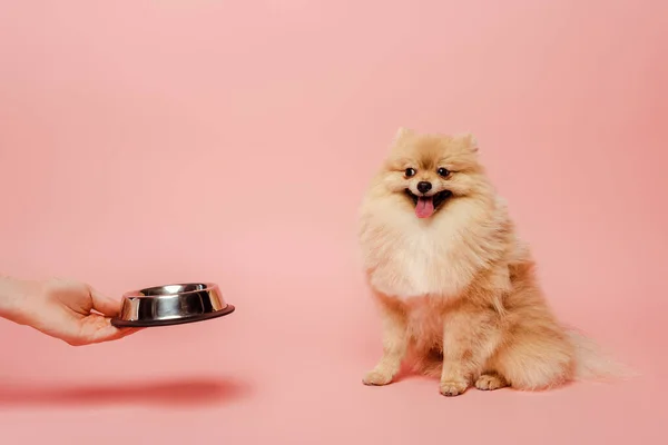 Cropped view of cute woman giving bowl with food to pomeranian spitz dog on pink — Stock Photo