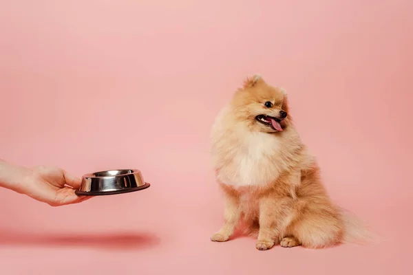 Cropped view of woman giving bowl with food to dog on pink — Stock Photo